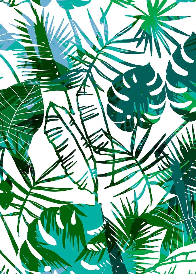 tropical plants Palm