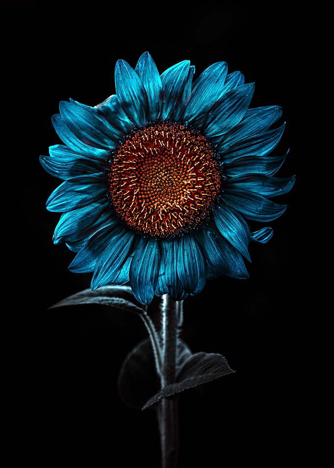 Azure sun flower