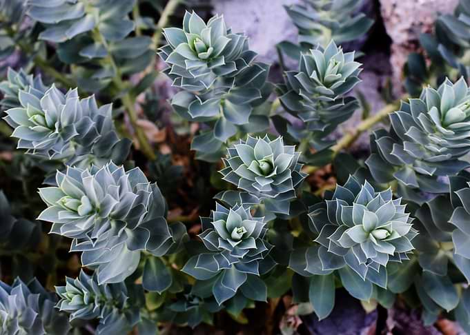 Succulents