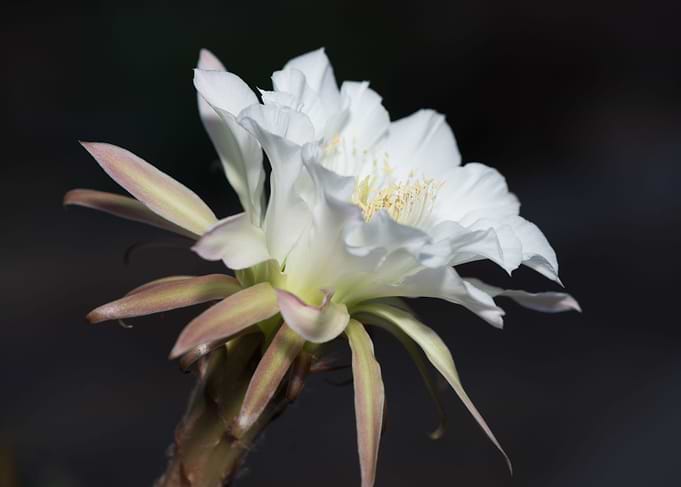 Night Blooming Cereus