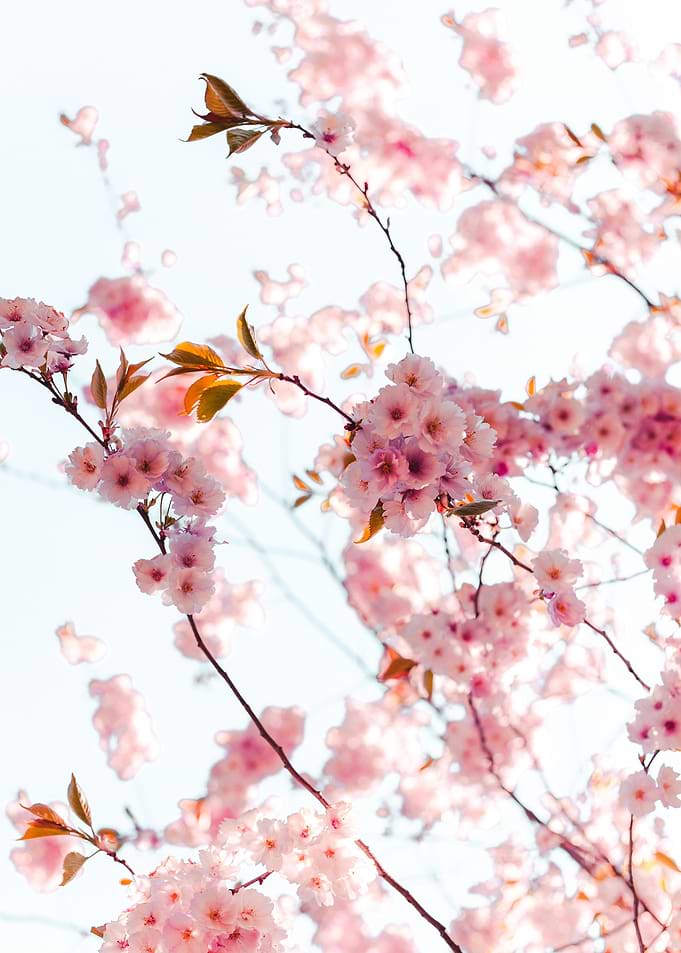 Sunrise Sakura