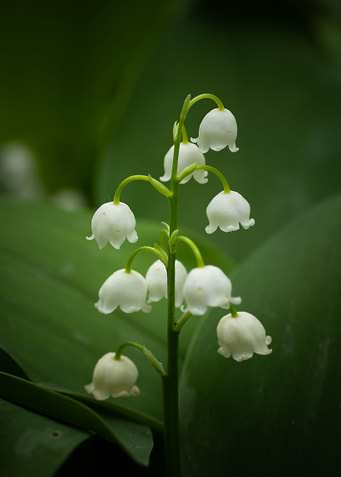 Lily of the Valley