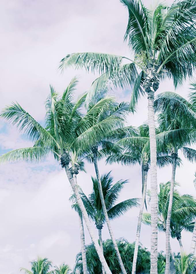 Palm Trees Finesse 3