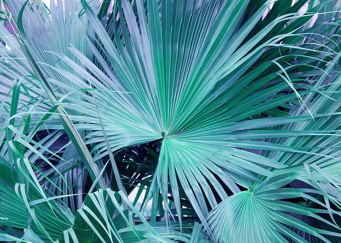 Fan Palm Leaves Jungle 1