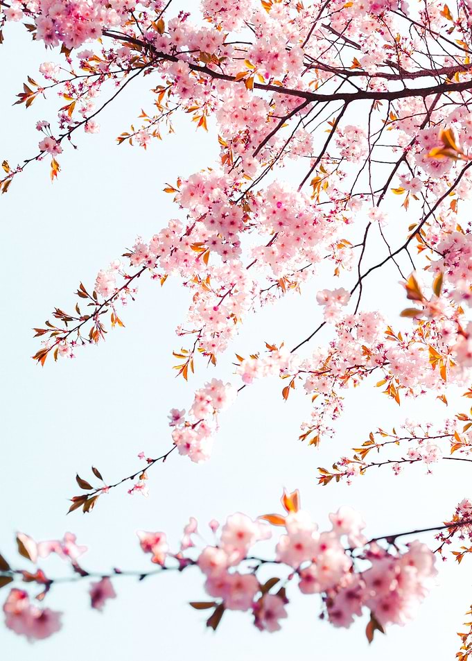 See further sakura