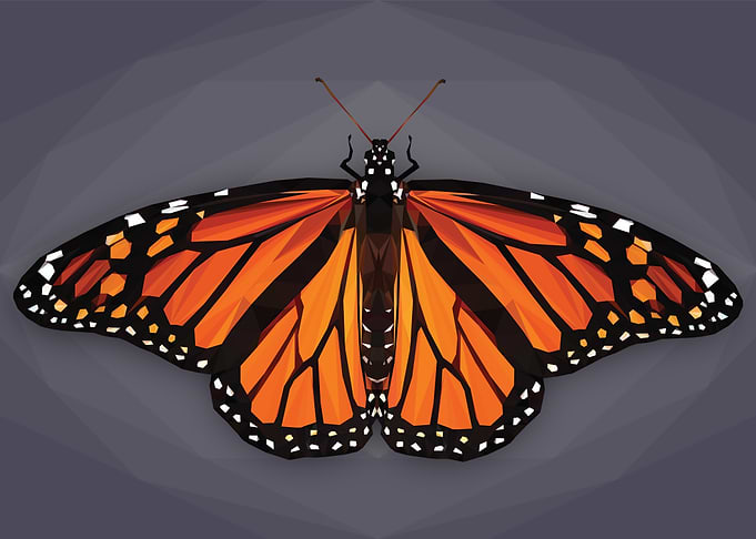 Monarch Butterfly