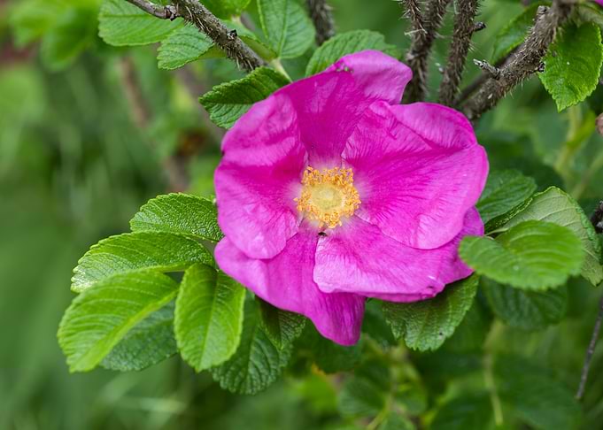 Wild Rose