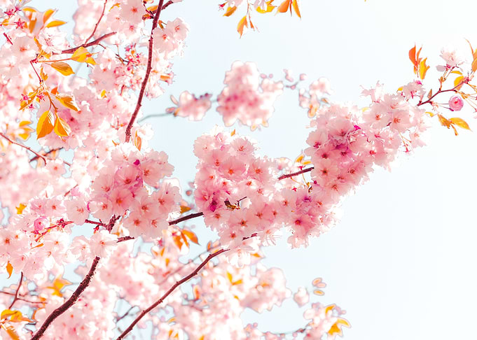 Reaching sakura