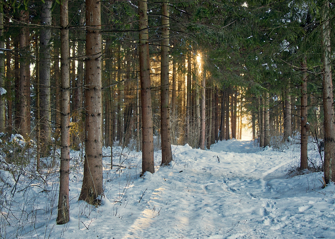 sun tree snow