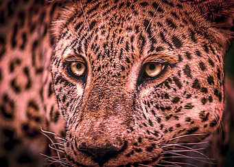 The Cheetah