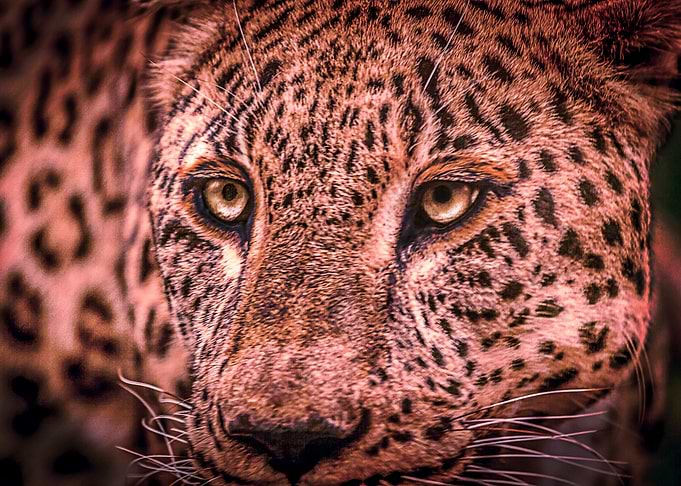 The Cheetah