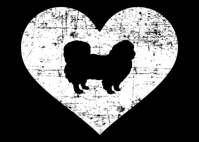Pekingese