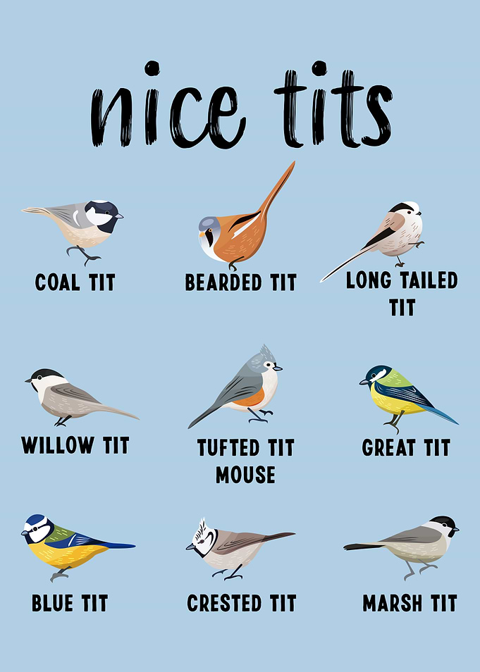 Tufted Titmouse Nice Tits