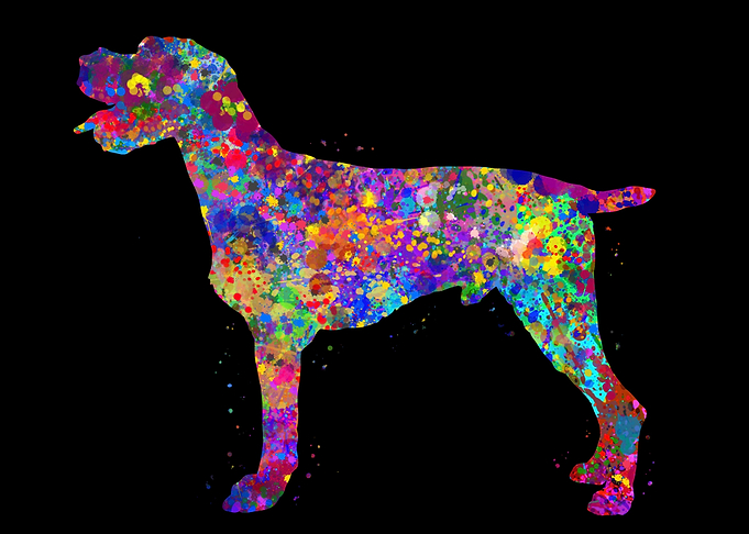 German Wirehaired Pointer