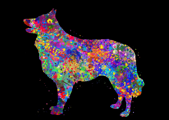 Schipperke watercolor