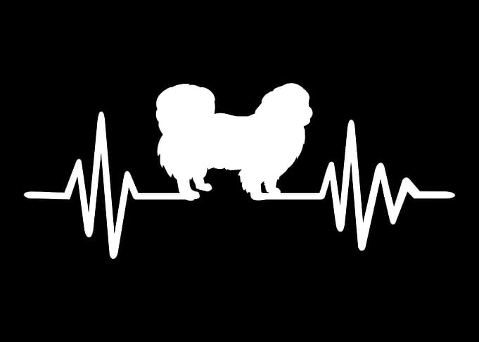 Pekingese