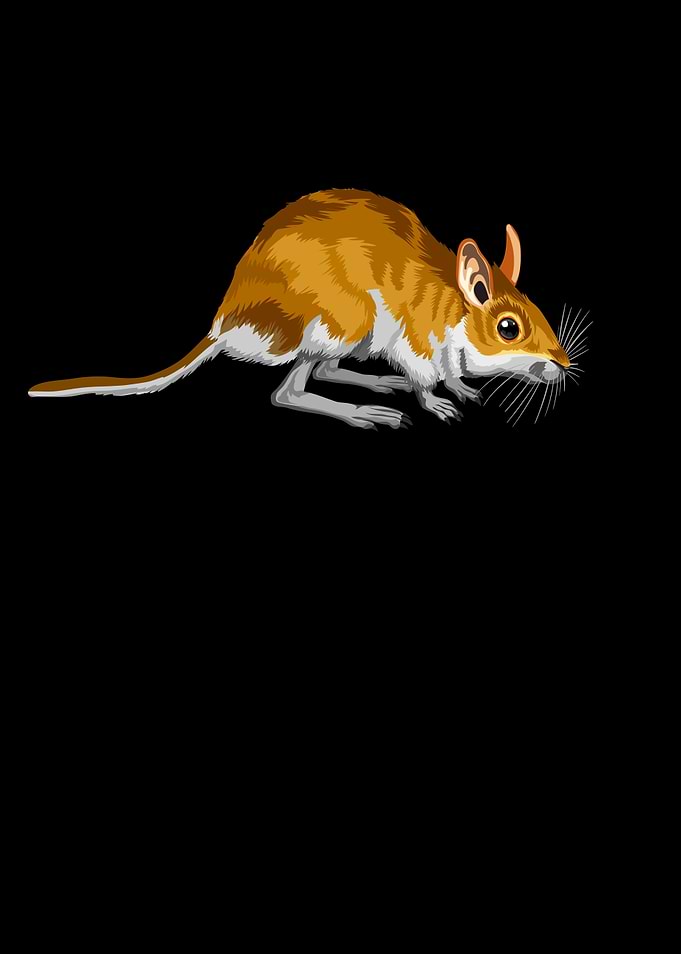 Cute Australian Mouse