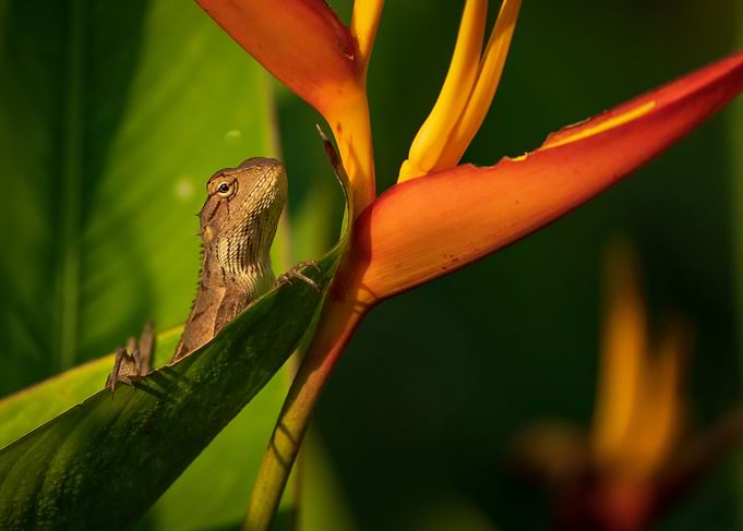 Changeable Lizard