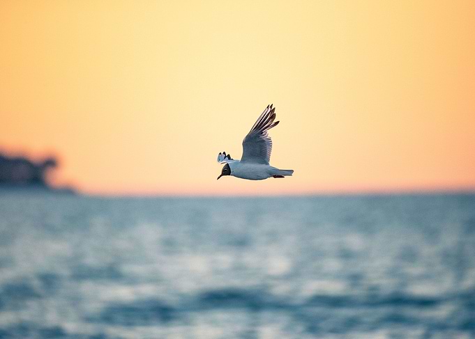 Bird in Sunset