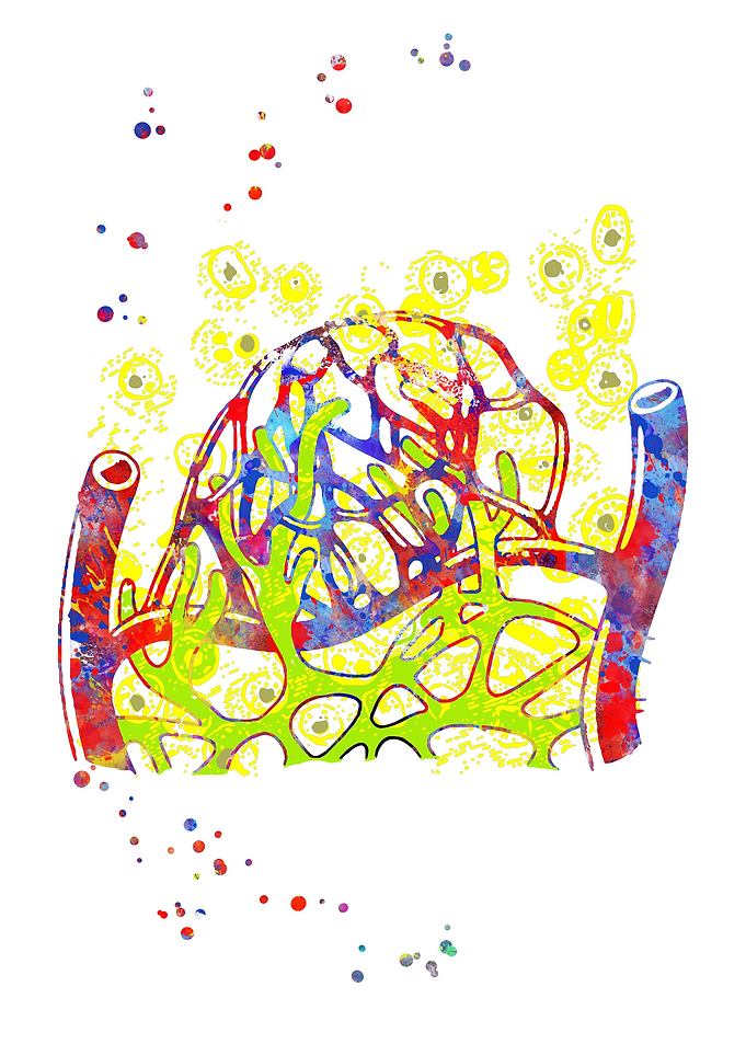 Lymphatic capillaries