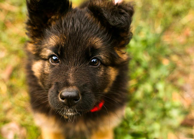 Little Dog