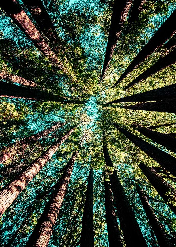 tree