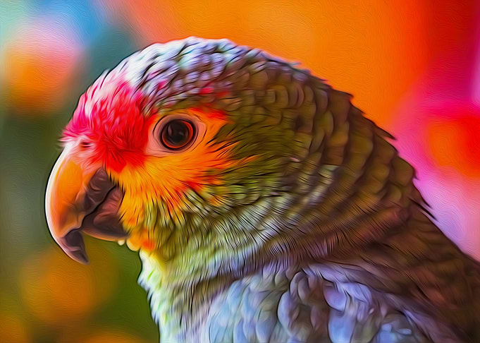 Rainbow Parrot