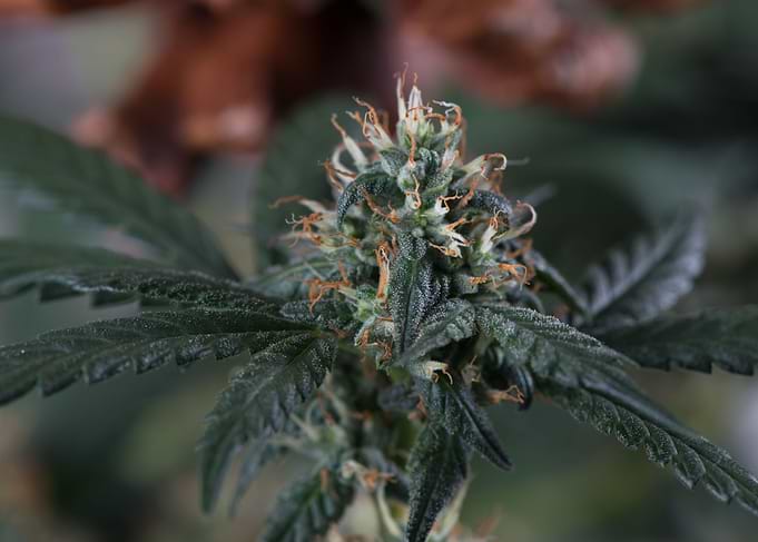 Female marijuana flower
