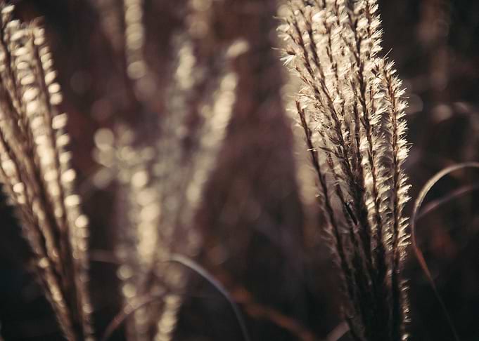 Soft Reeds