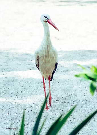 stork poster