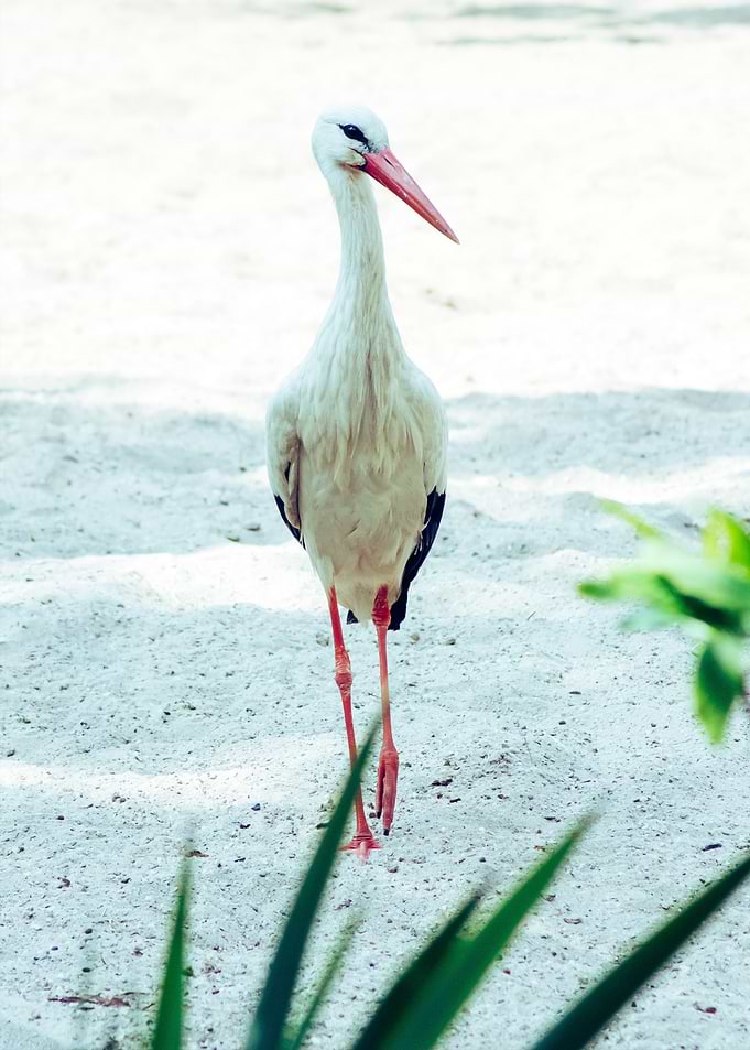 stork poster