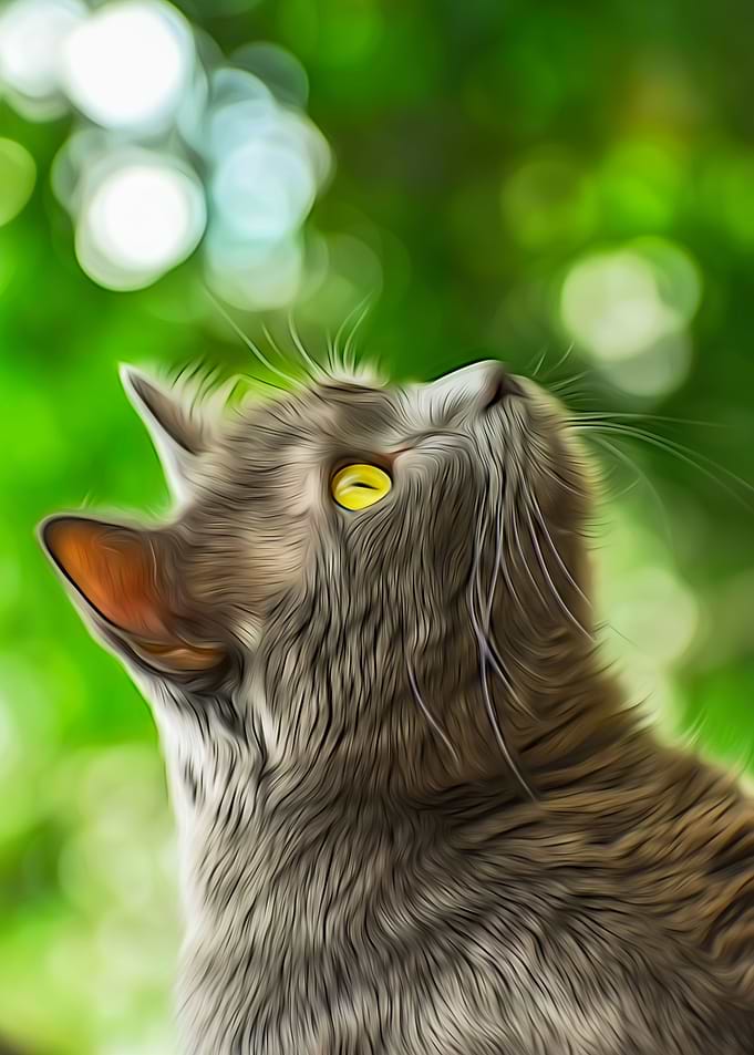Bokeh Cat