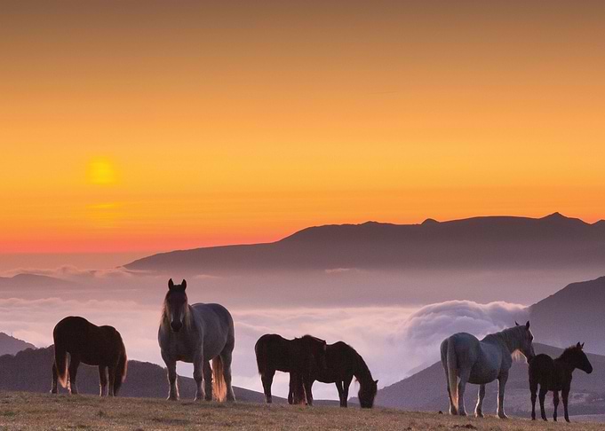Horse