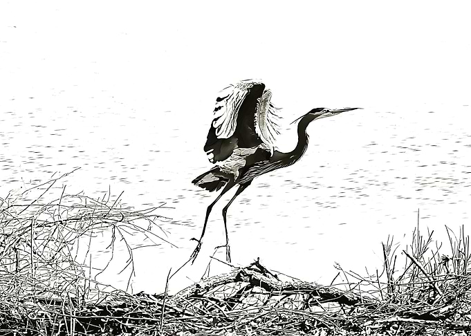 stork poster