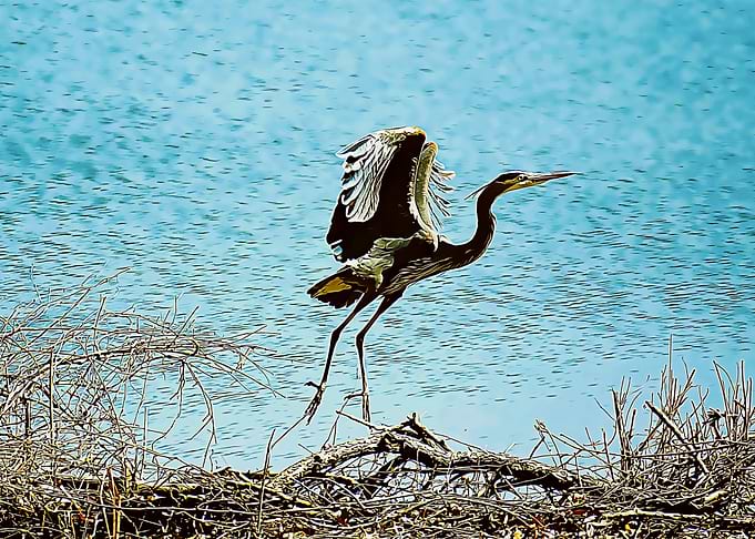 stork poster