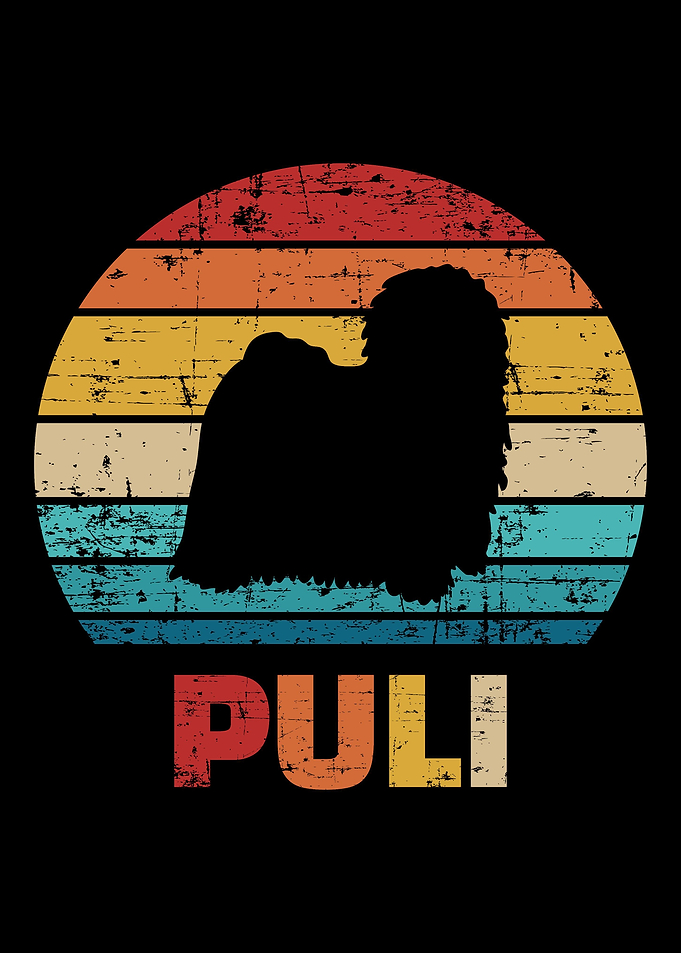 Puli