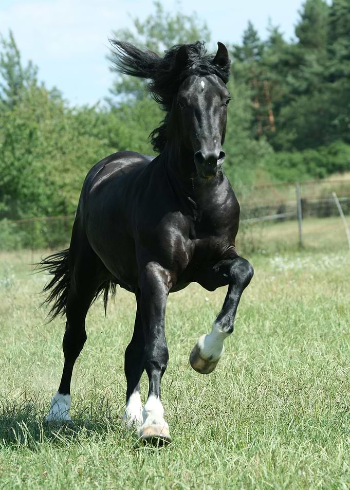 Horse