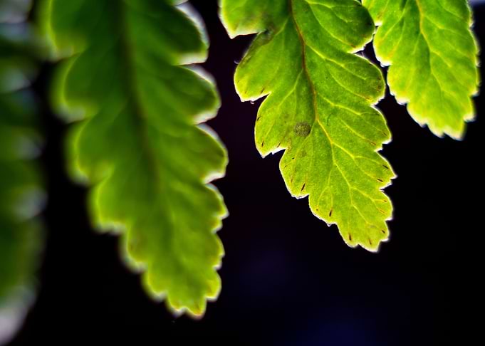green