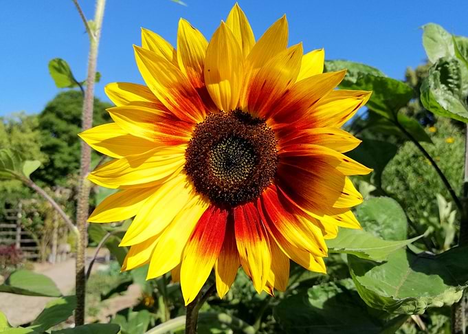 sunflowerfield sunflowers