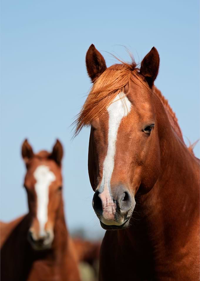 Horse