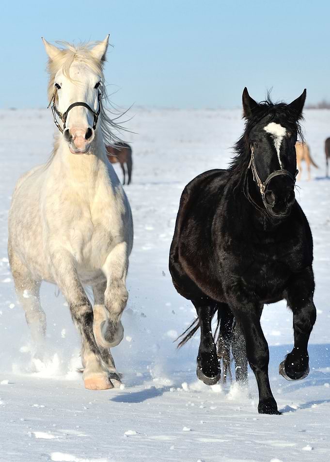Horse