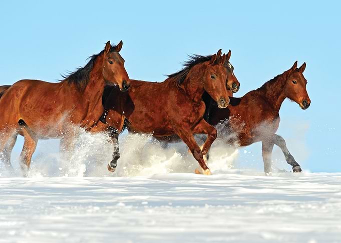 Horse