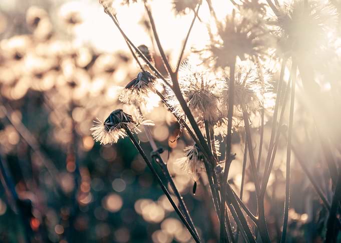 Golden Thistles