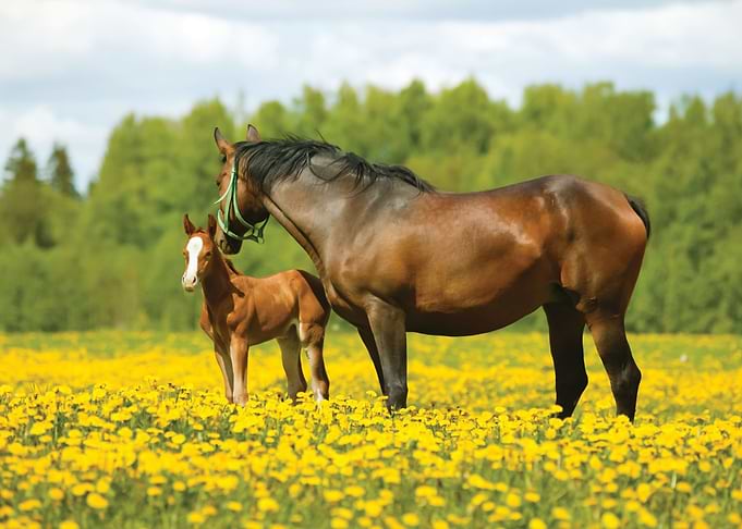 Horse