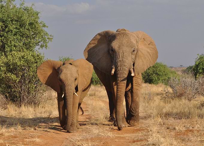 Elephant