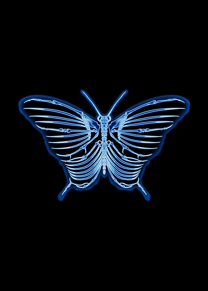 Butterfly Anatomy