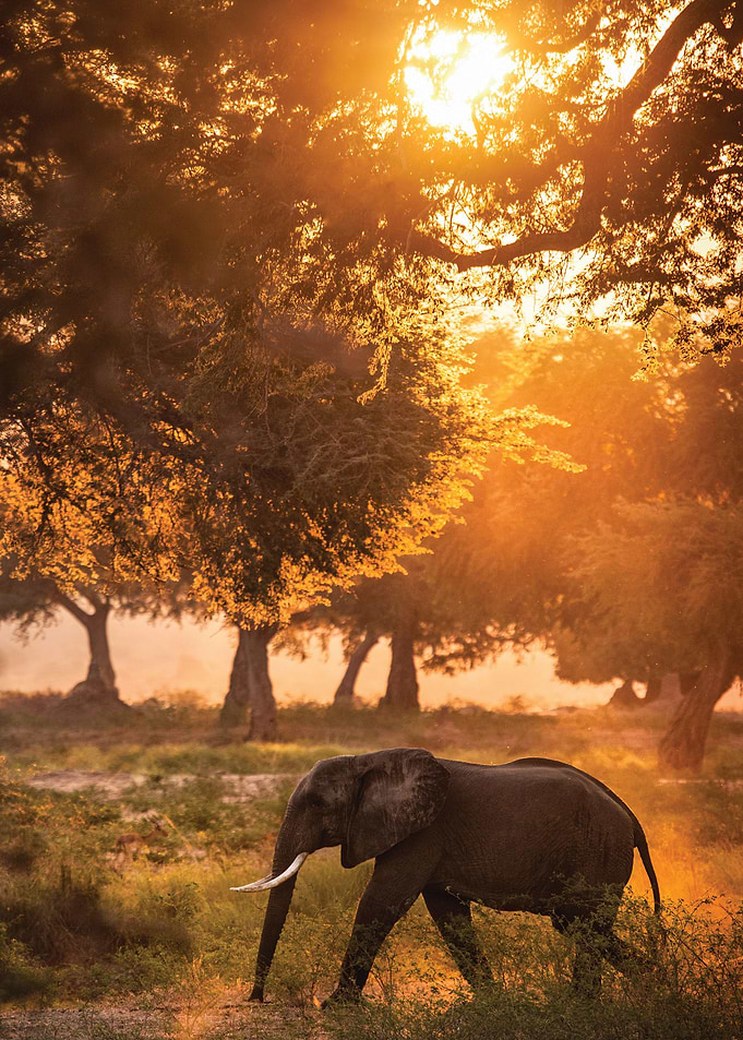 Elephant