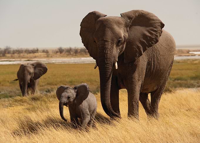 Elephant