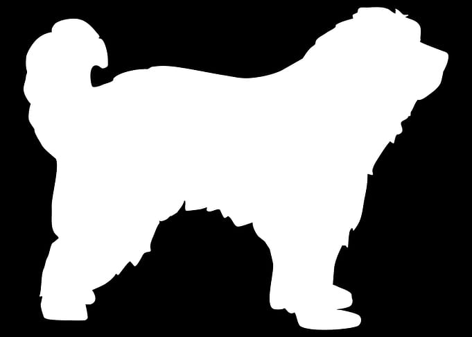 Pyrenees Shepherd