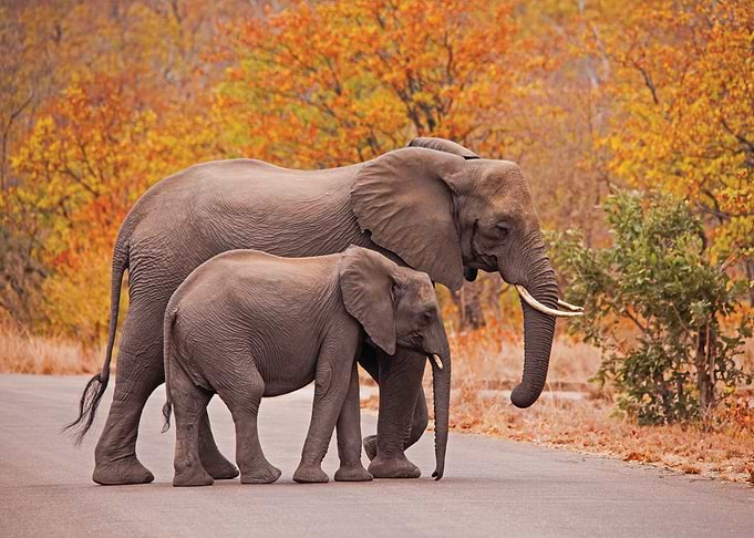 Elephant